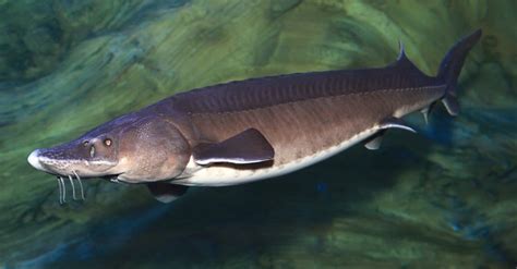 kaluga fish|Kaluga (sturgeon) .